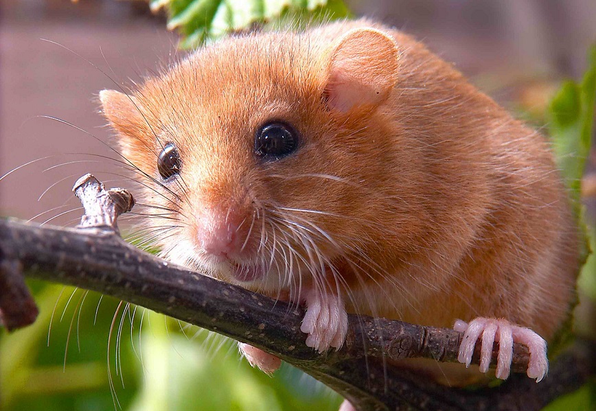 Whiskers help dormice navigate shrinking habitats, research shows
