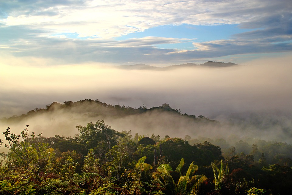 Tropical forests in Borneo provide a valuable service in fighting climate change
