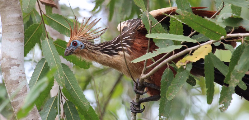 A Hoatzin keeps a wary eye on ecotourists in the Madre de Dios