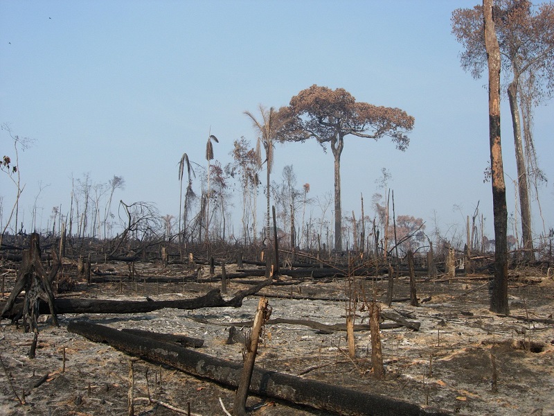 Deforestation in Brazil