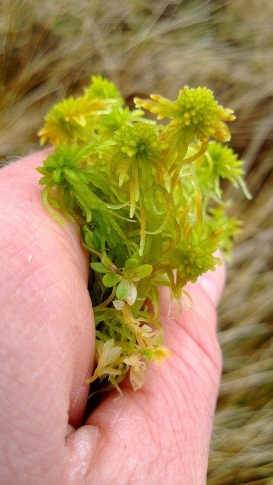 A handful of sphagnum moss 