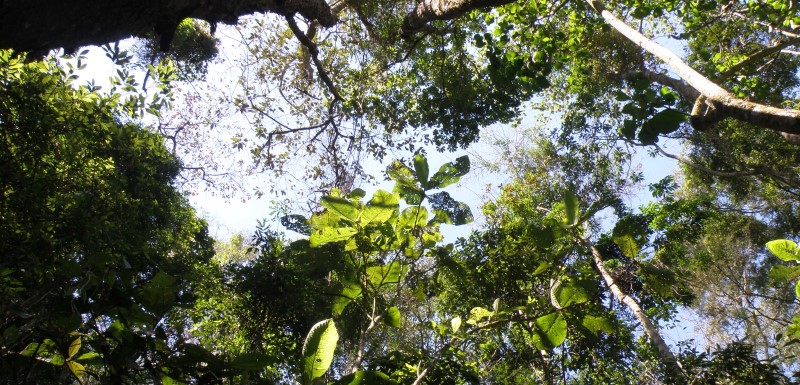 Dr Martin Sullivan was part of an international team of researchers to discover that Amazon forests with the greatest evolutionary diversity are the most productive