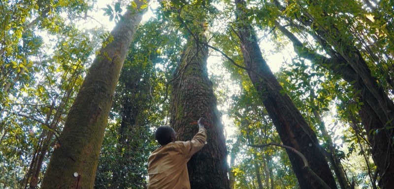 An image from a tropical forest in Africa