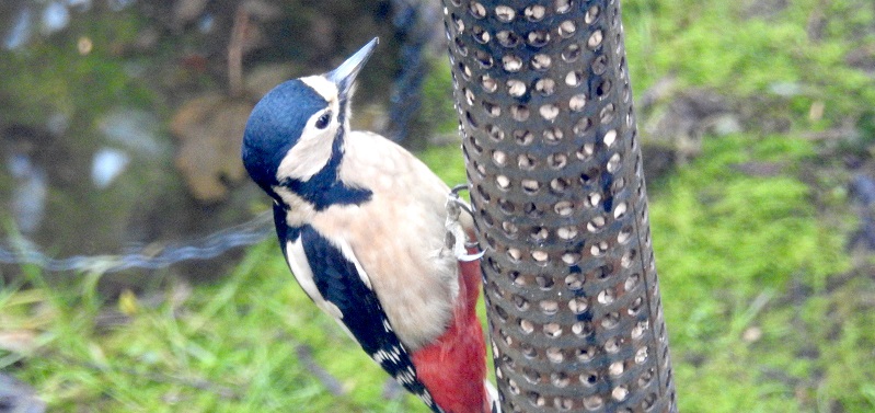 Great Spotted Woodpecker. Photo: Pete Hines