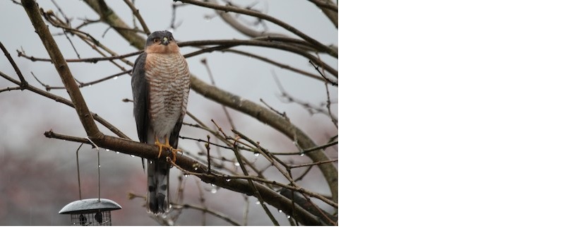 Sparrowhawks can be seen overhead from virtually every urban house in UK. Photo: Alexander Lees