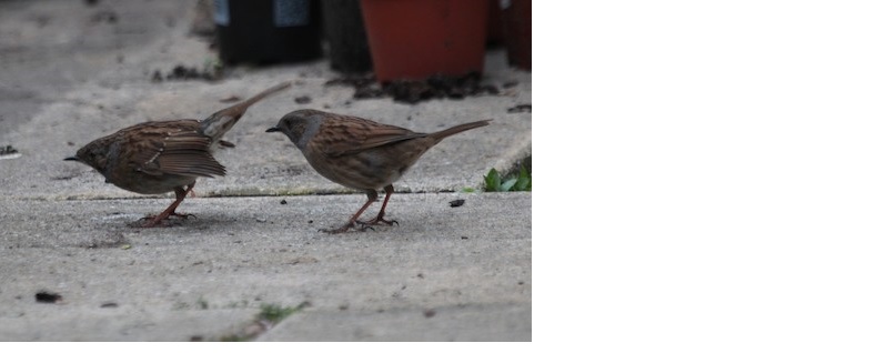 the lockdown gives us chance to study the intimate behaviour of common garden birds like the Dunnock. Photo: Alexander Lees