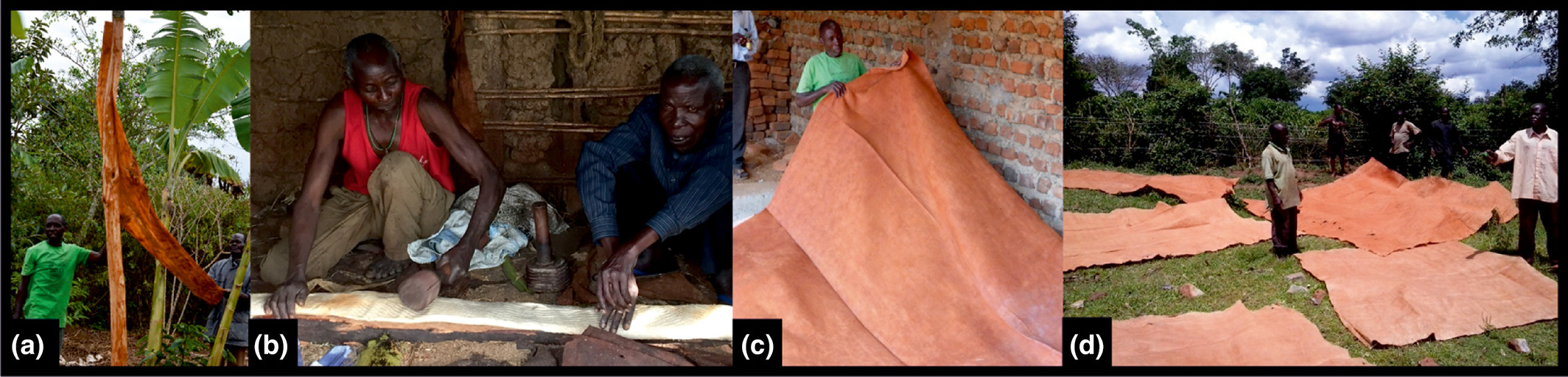 Stages of bark cloth production including harvesting (a), fabrication (b), large sheets dried under sunlight (c) and quality inspection by Bukomansimbi Organic Tree Farmers Association representatives (d). (Image taken from journal article)