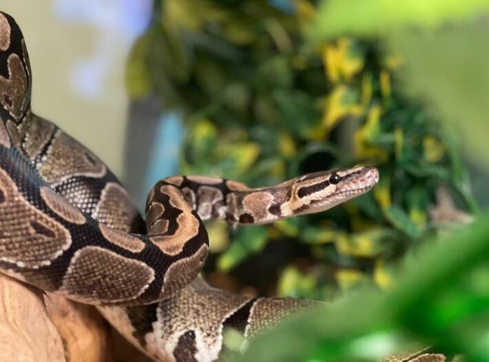 University research informs EU action to stop ranched Ball python imports ·  Manchester Metropolitan University