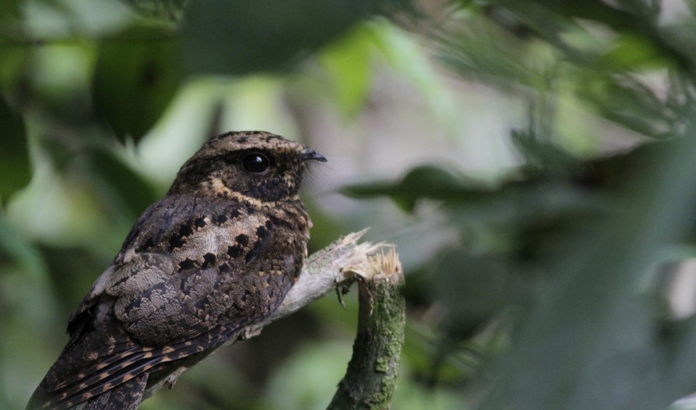 A silky-tailed nightjar whose tropical forest habitat is affected by climate change and deforestation 