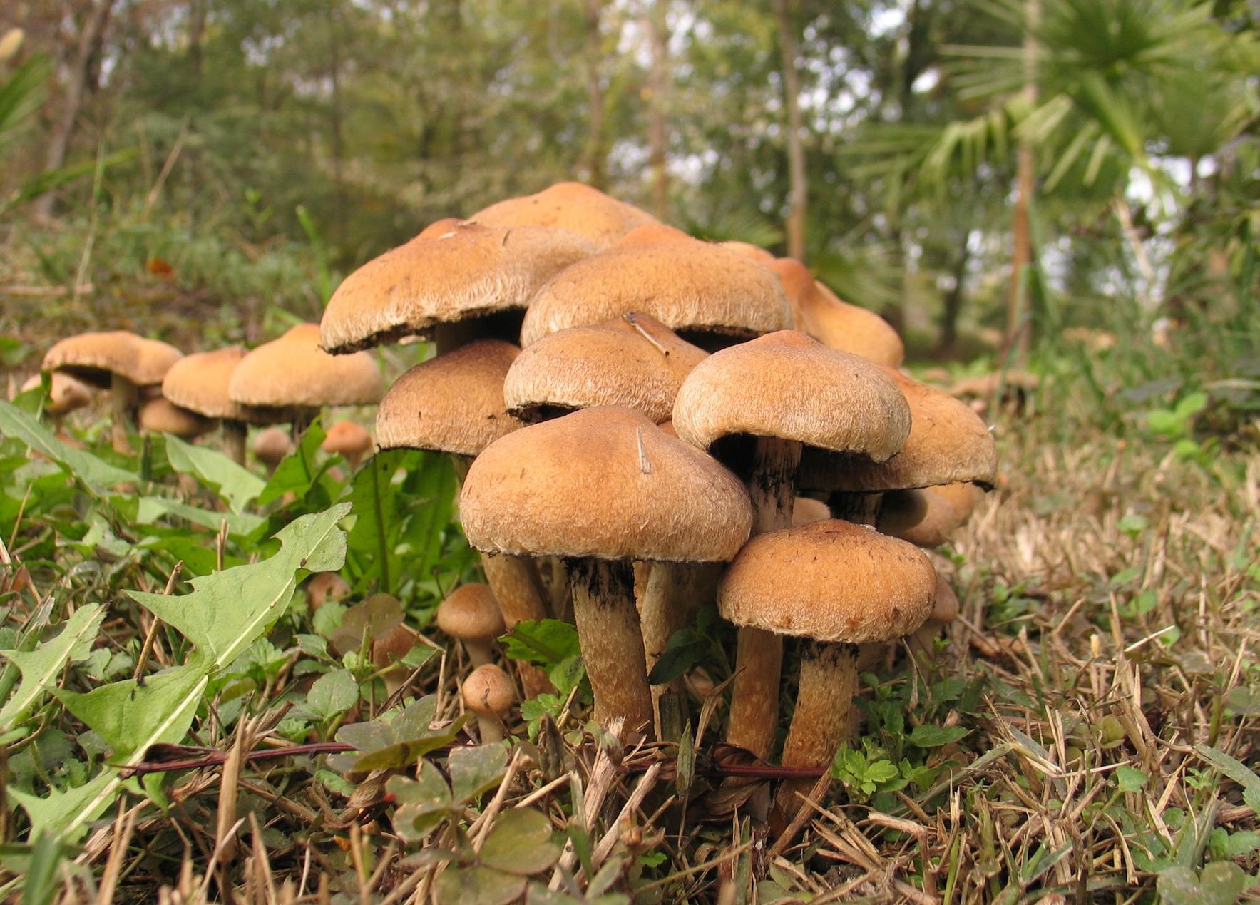 грибы опята сосновые фото