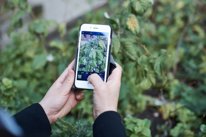 Professor Liangxiu Han demonstrates the Crop Disease Detector app