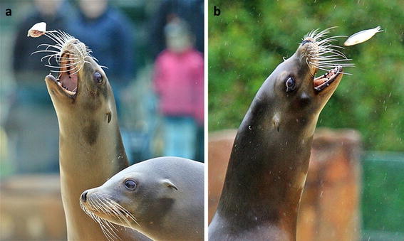 Sea lions using their whiskers