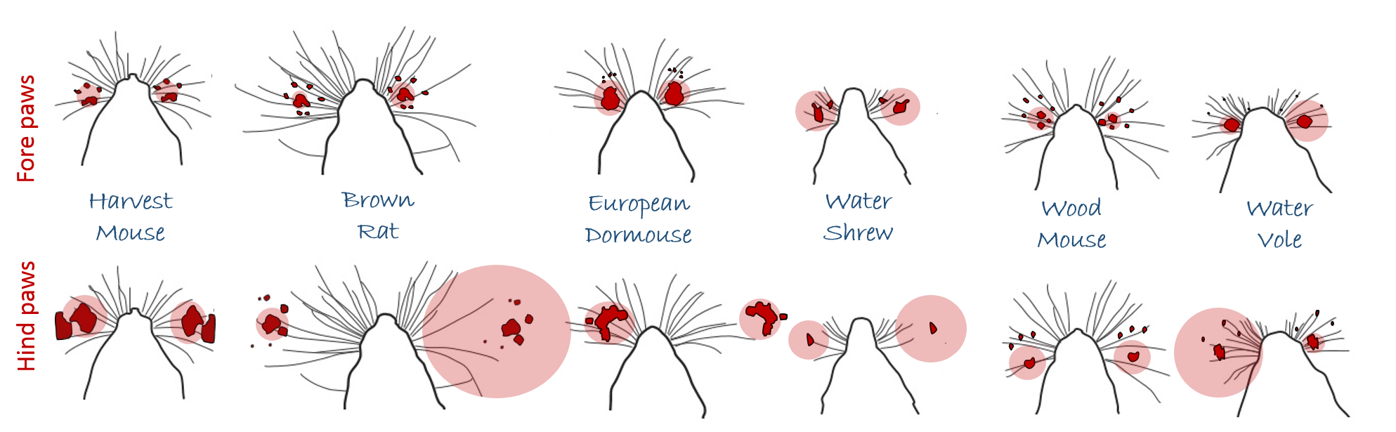 Diagram of traced footprints and a projection of their positioning on the whisker field