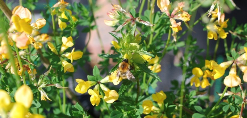 Yellow rattles from the Manchester Metropolitan University study into genetic and species diversity in plants