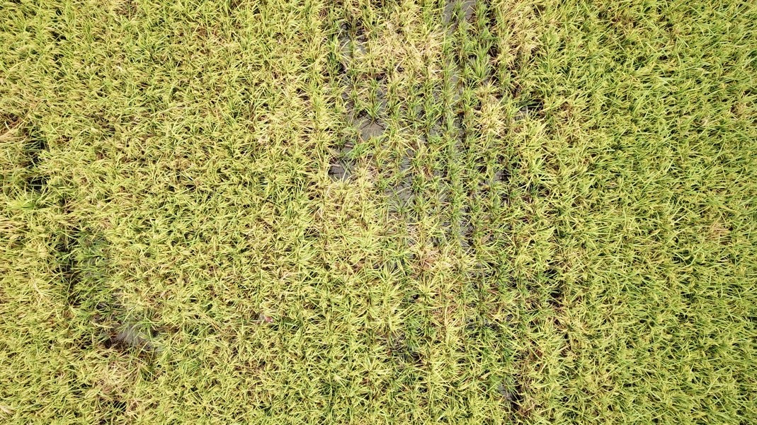 Standard aerial view of a rice paddy taken by a drone camera