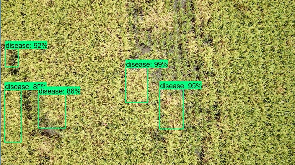 The Manchester Metropolitan cloud-based software diagnoses areas of diseased crop