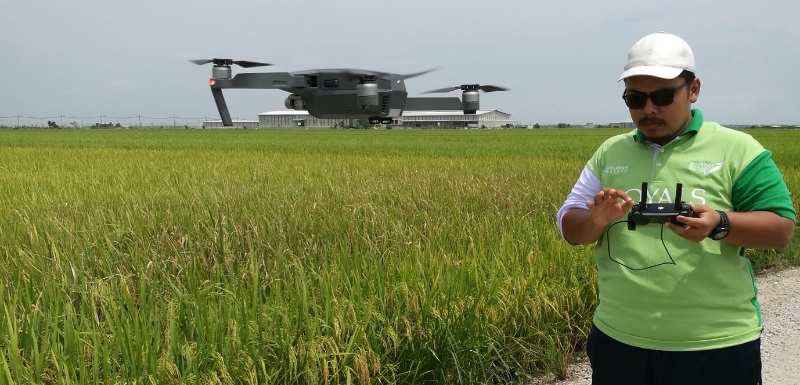 AI software using drone imagery will help arable farmers detect diseased rice crops